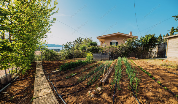 01_vegetable_garden_1_1742350551